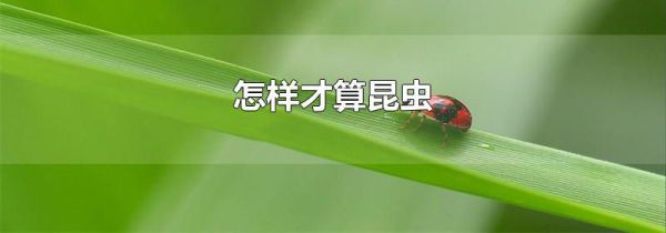 怎样才算昆虫