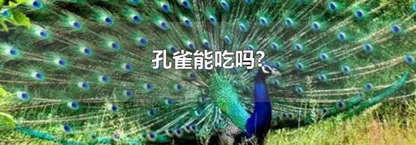 孔雀能吃吗?