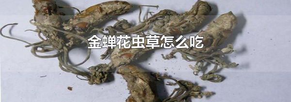 金蝉花虫草怎么吃