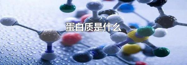 蛋白质是什么