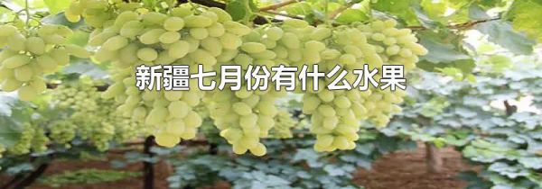 新疆七月份有什么水果