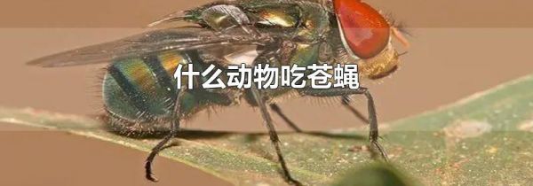 什么动物吃苍蝇