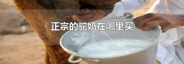 正宗的驼奶在哪里买