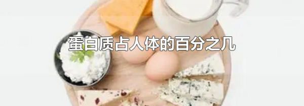 蛋白质占人体的百分之几