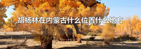胡杨林在内蒙古什么位置什么地方