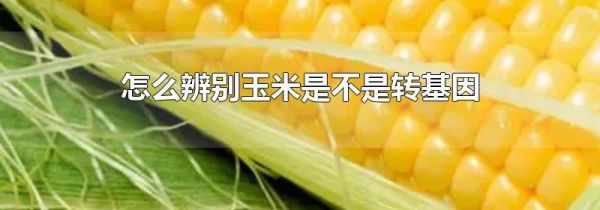 怎么辨别玉米是不是转基因
