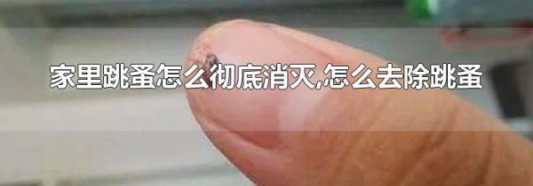 家里跳蚤怎么彻底消灭,怎么去除跳蚤