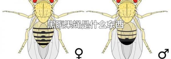 黑腹果蝇是什么东西