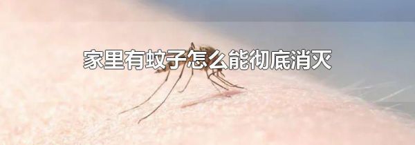 家里有蚊子怎么能彻底消灭