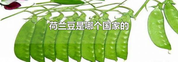 荷兰豆是哪个国家的