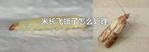 米长飞蛾了怎么处理