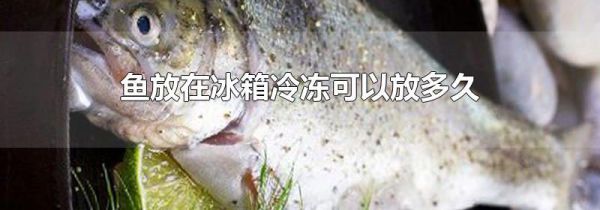 鱼放在冰箱冷冻可以放多久