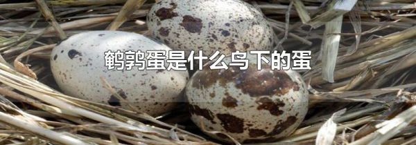 鹌鹑蛋是什么鸟下的蛋
