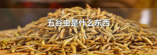 五谷虫是什么东西
