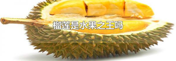 榴莲是水果之王吗