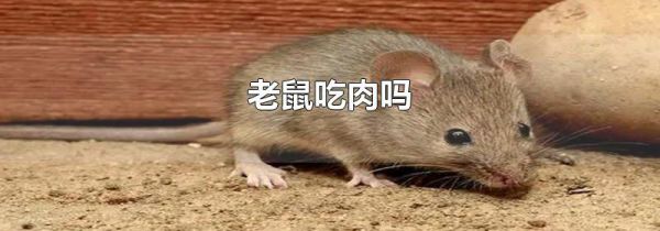 老鼠吃肉吗