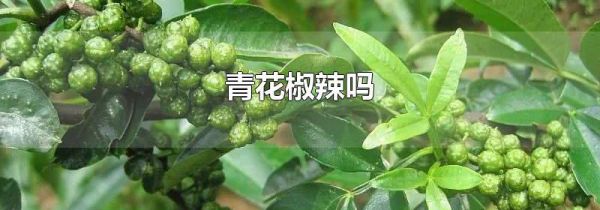 青花椒辣吗