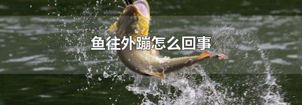 鱼往外蹦怎么回事