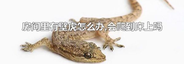 房间里有壁虎怎么办,会爬到床上吗