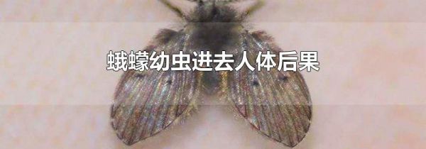 蛾蠓幼虫进去人体后果