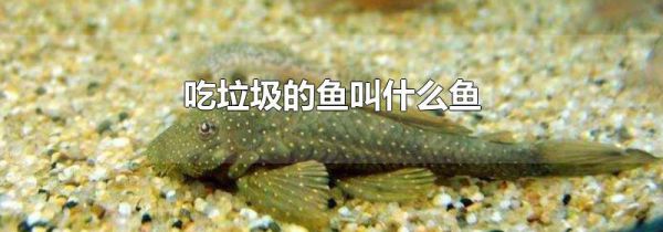 吃垃圾的鱼叫什么鱼