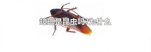 蟑螂是昆虫吗?为什么