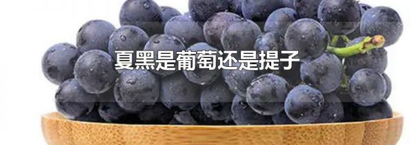 夏黑是葡萄还是提子