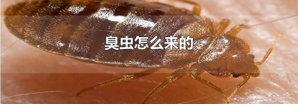 臭虫怎么来的