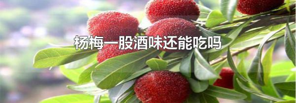 杨梅一股酒味还能吃吗