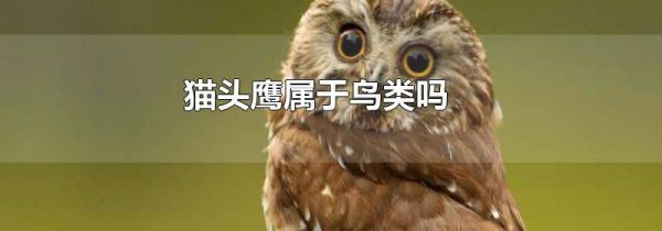 猫头鹰属于鸟类吗