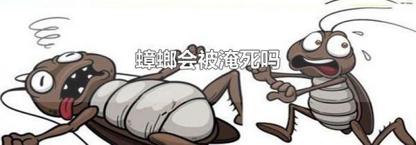 蟑螂会被淹死吗