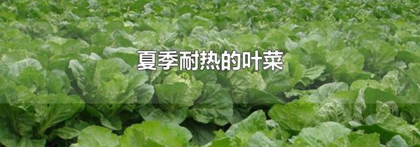 夏季耐热的叶菜