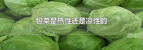 包菜是热性还是凉性的
