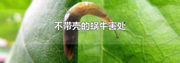 不带壳的蜗牛害处