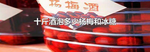 十斤酒泡多少杨梅和冰糖