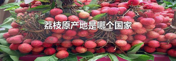 荔枝原产地是哪个国家