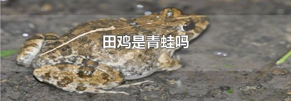 田鸡是青蛙吗