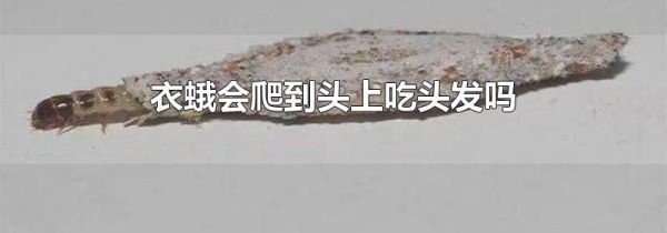 衣蛾会爬到头上吃头发吗