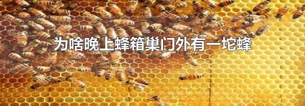 为啥晚上蜂箱巢门外有一坨蜂