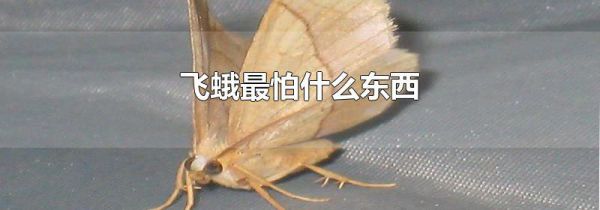 飞蛾最怕什么东西
