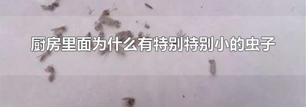 厨房里面为什么有特别特别小的虫子