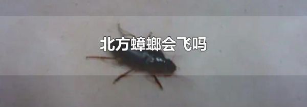 北方蟑螂会飞吗