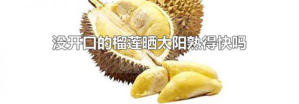 没开口的榴莲晒太阳熟得快吗