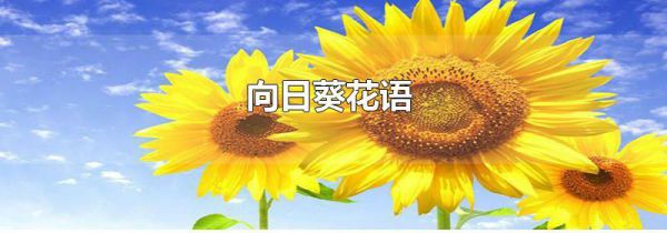向日葵花语