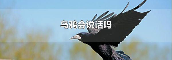 乌鸦会说话吗