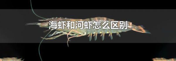 海虾和河虾怎么区别