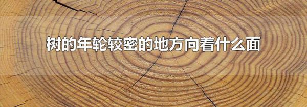 树的年轮较密的地方向着什么面
