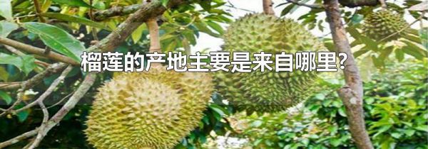 榴莲的产地主要是来自哪里?
