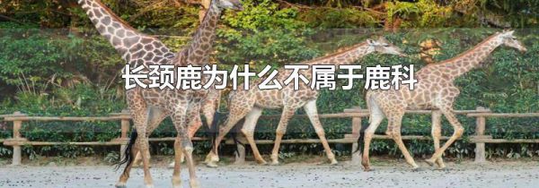 长颈鹿为什么不属于鹿科