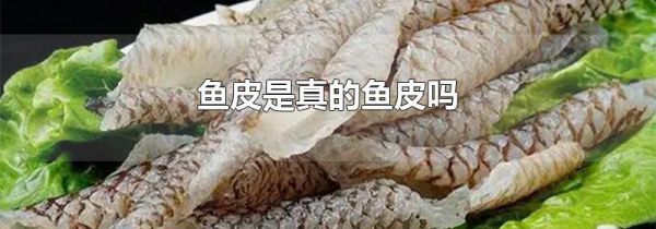 鱼皮是真的鱼皮吗